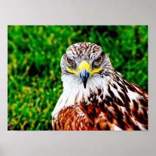 Hawk Eyes — Kunstdruck Poster