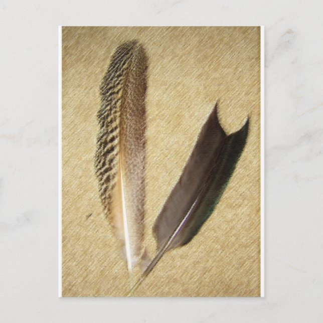 Hawk Feathers Postkarte (Vorderseite)