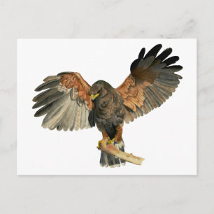 Hawk Flapping Wings Aquarellbilder Postkarte