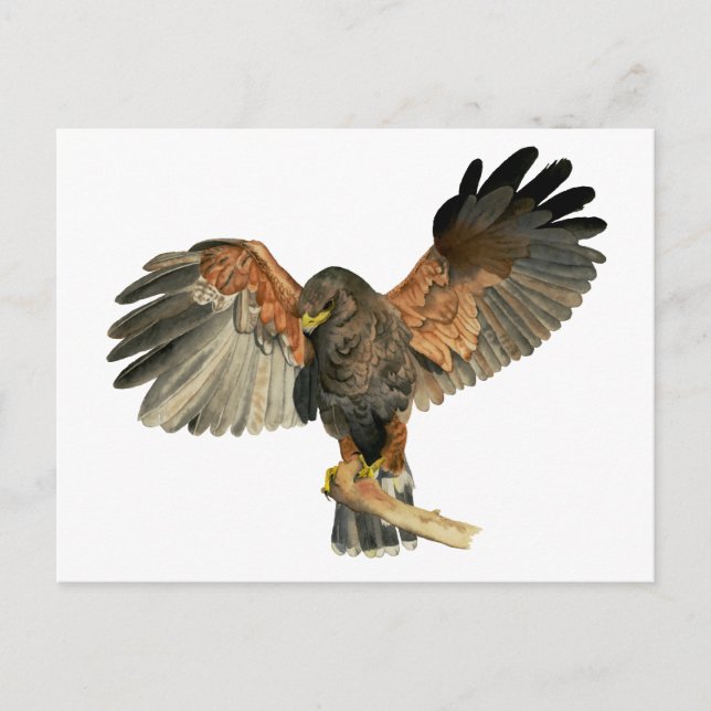 Hawk Flapping Wings Aquarellbilder Postkarte (Vorderseite)