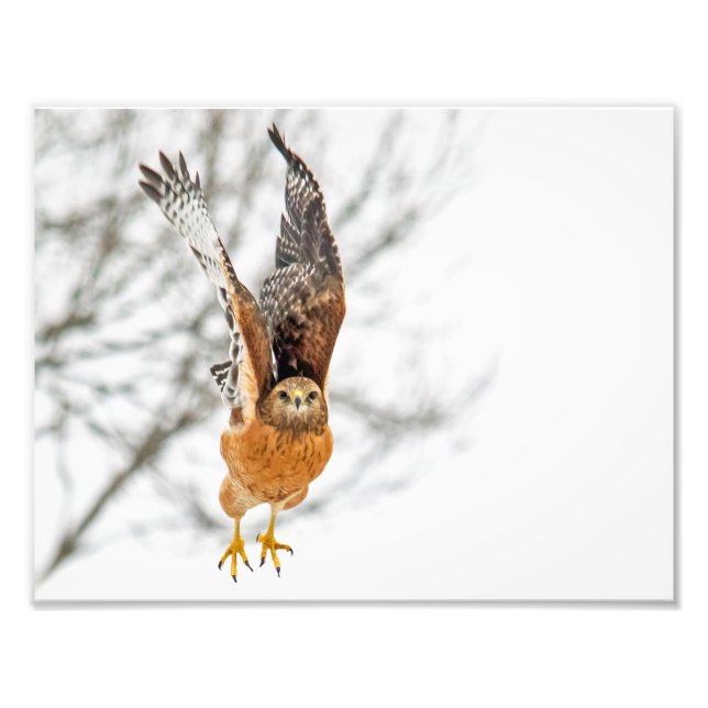 Hawk fliegen fotodruck (Vorne)