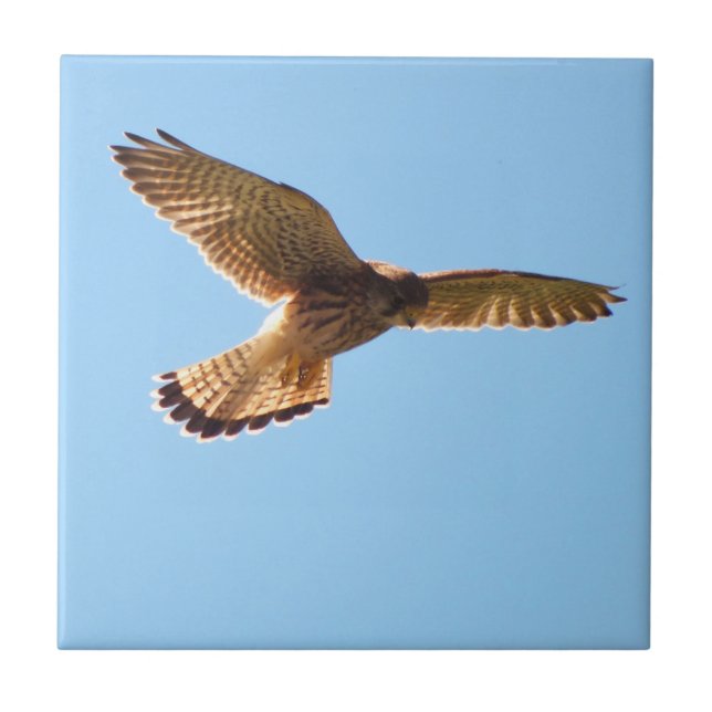 Hawk Fliese (Vorderseite)