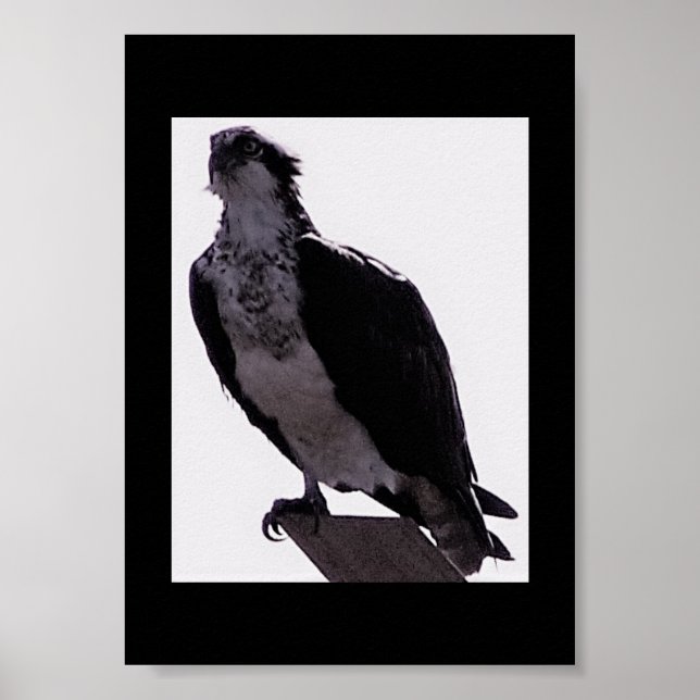 Hawk Foto Poster (Vorne)