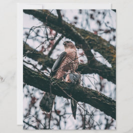 Hawk Foto Print