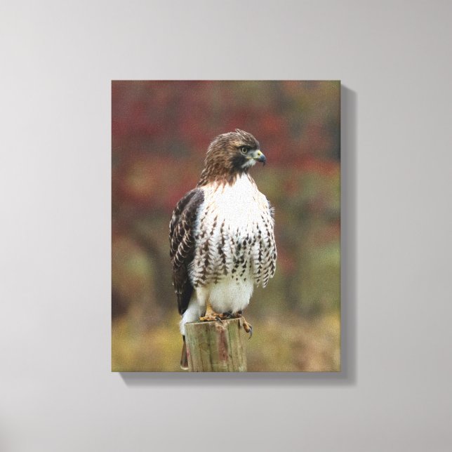 Hawk Leinwand (Vorderseite)