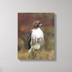 Hawk-Leinwand Leinwanddruck