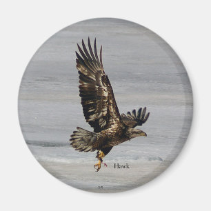 Hawk-Magnet Magnet