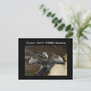 Hawk mit Wings Out Exmoor Wildlife Sanctuary Feiertagspostkarte