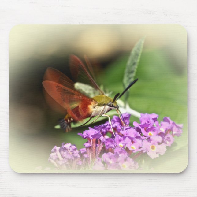 Hawk Moth löschen - Hemaris thysbe Mousepad (Vorne)