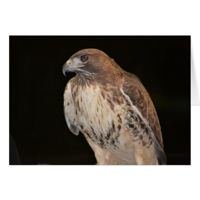 Hawk Notecard (Vorderseite (Horizontal))