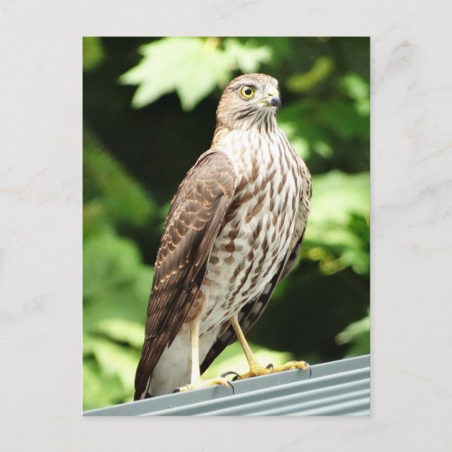 "Hawk on Roof Postcard" Postkarte (Vorderseite)