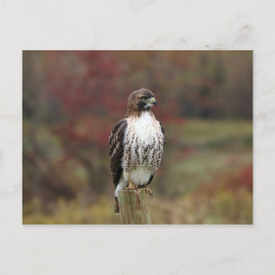 Hawk Postcard Postkarte