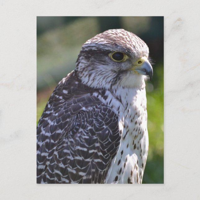 Hawk Postcard Postkarte (Vorderseite)