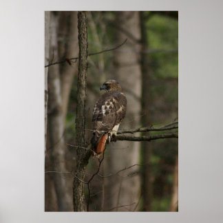Hawk Poster
