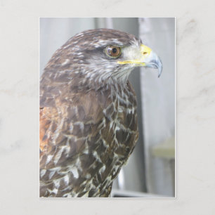 Hawk Postkarte