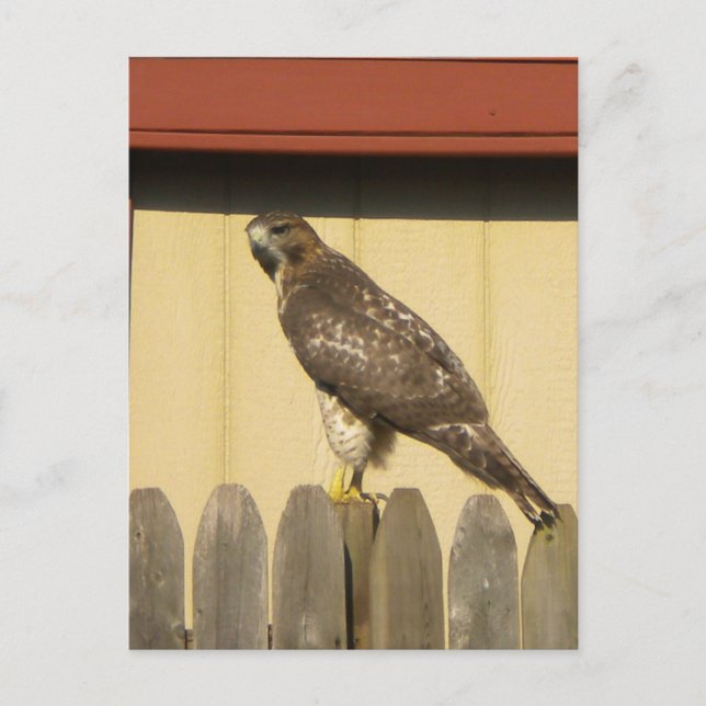 Hawk Postkarte (Vorderseite)