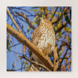 Hawk-Puzzle | Wildtier-Raubvogel-Naturkunst Puzzle