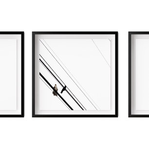 Hawk und Crow auf Powerlines Poster