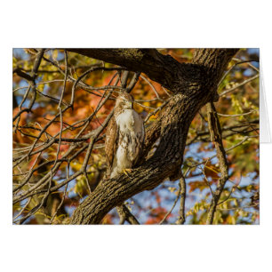 Hawk und Fall Foliage
