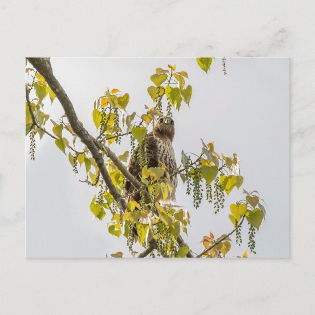 Hawk und Herz Postkarte (Vorderseite)