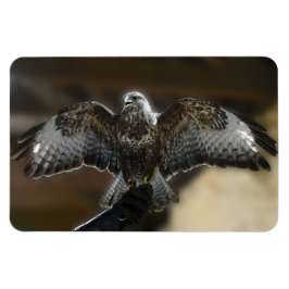 "Hawk with Wings Out Exmoore & Wildlife Sanctuary" Magnet