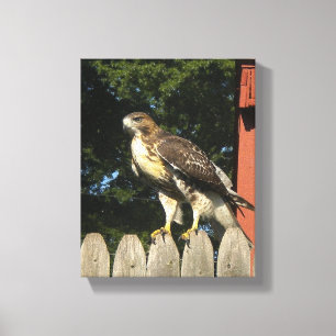 Hawk Wrapped Canvas Print Leinwanddruck