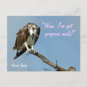 Hawk wunderschöne Nägel Postkarte