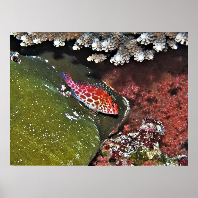 Hawkfish Poster (Vorne)