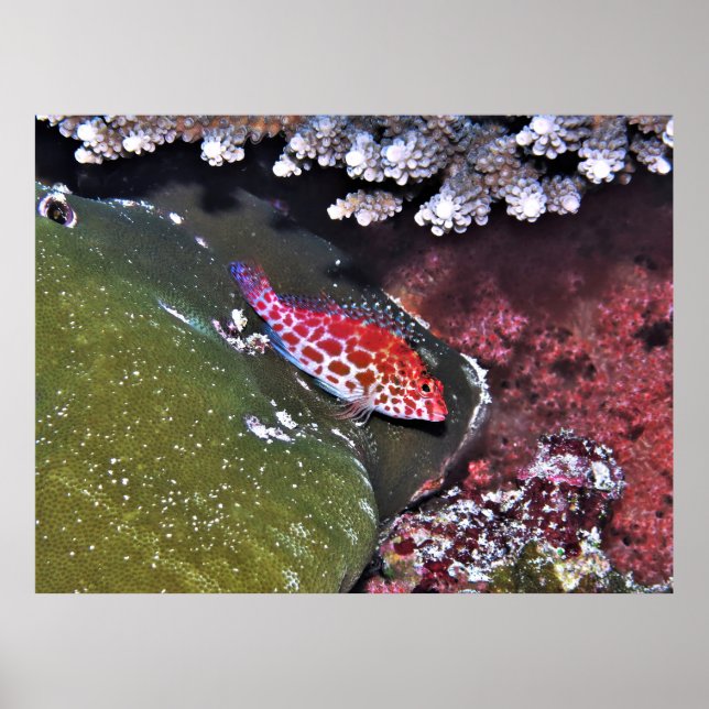 Hawkfish und Korallen Poster (Vorne)