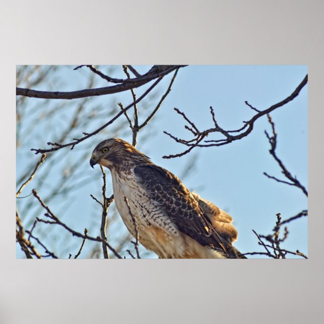 Hawks Eye Poster (Vorne)