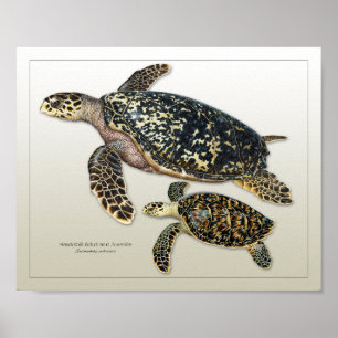 Hawksbill Adult und Juvenile Print Poster