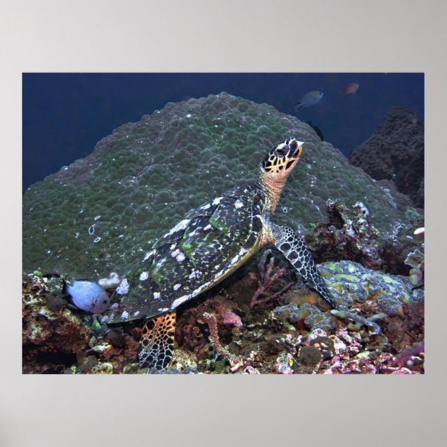 Hawksbill am Riff Poster (Vorne)