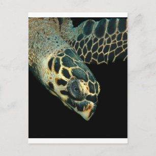 Hawksbill Angel Postkarte