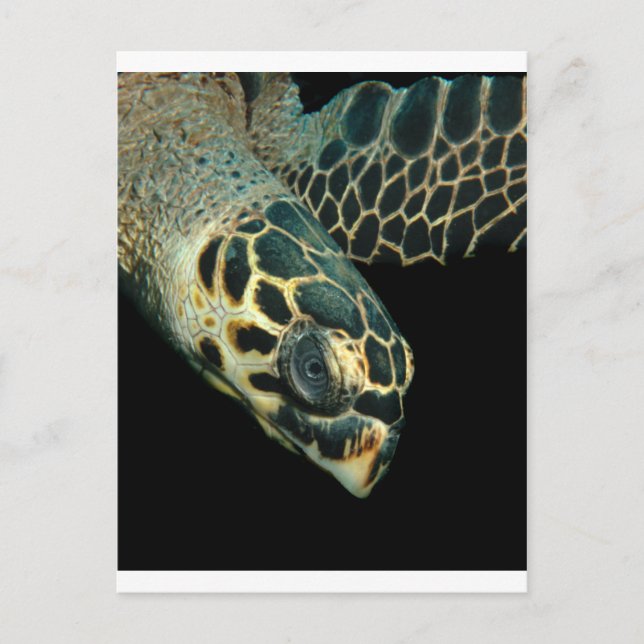 Hawksbill Angel Postkarte (Vorderseite)