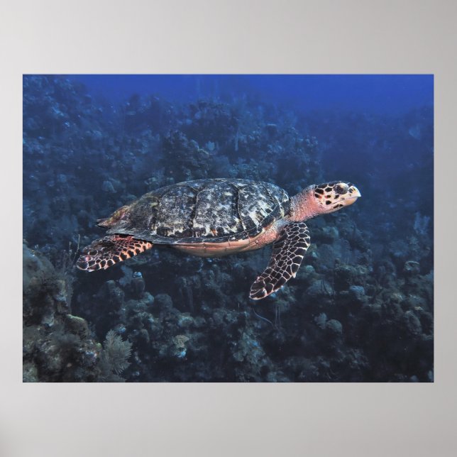 Hawksbill in Roatan Poster (Vorne)