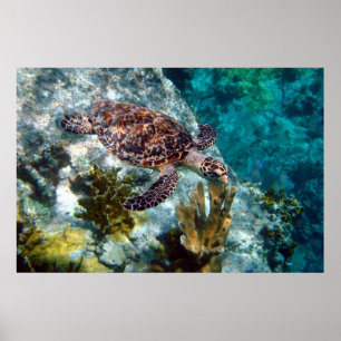 Hawksbill Meeresschildkröte, die US-Jungferninsel Poster