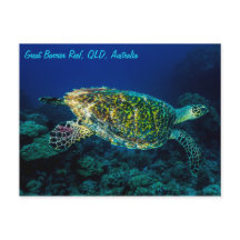 Hawksbill Meeresschildkröte-Great Barrier Reef