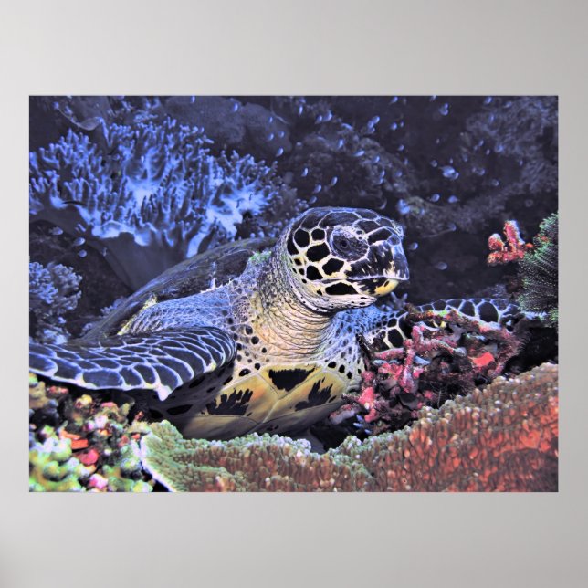 Hawksbill Portrait Poster (Vorne)