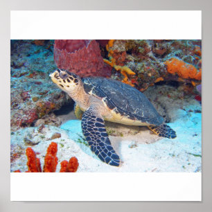 Hawksbill Schildkröte Poster
