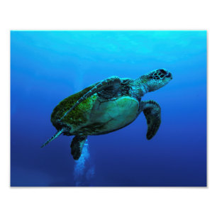 Hawksbill Sea Turtle Foto Print