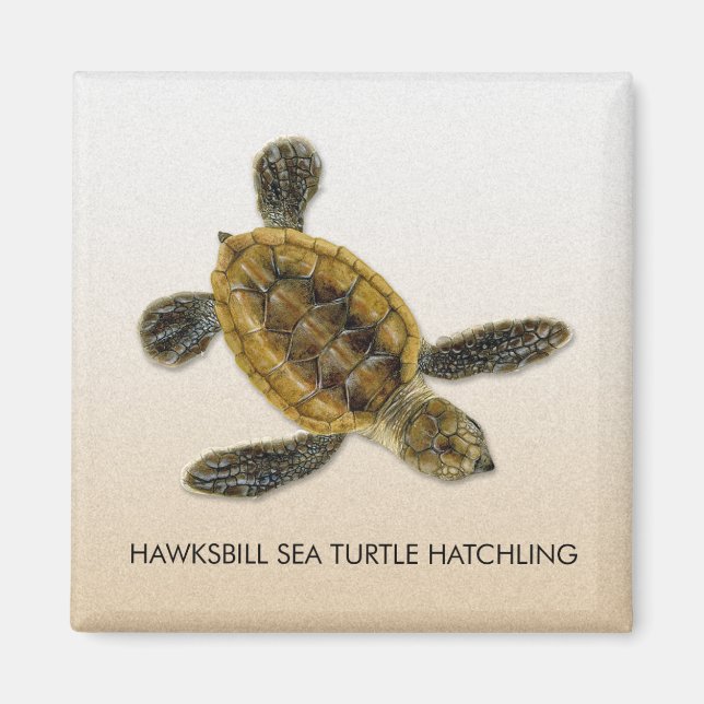 Hawksbill Sea Turtle Hatchling Magnet (Vorne)