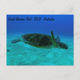 Hawksbill Sea Turtle Postcard Postkarte