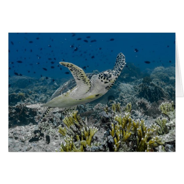 Hawksbill Sea Turtle Swimming (Vorderseite (Horizontal))