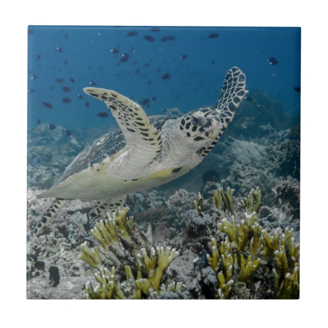 Hawksbill Sea Turtle Swimming Fliese (Vorderseite)