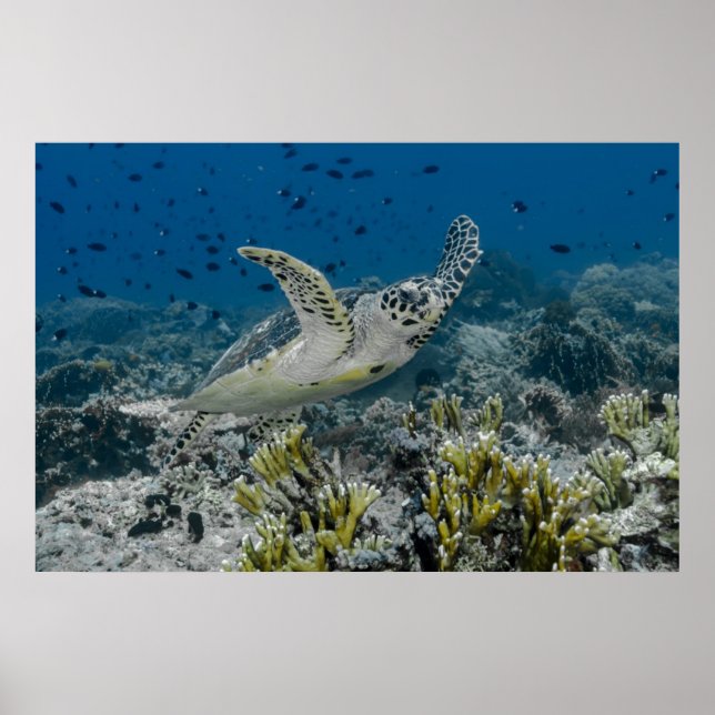 Hawksbill Sea Turtle Swimming Poster (Vorne)
