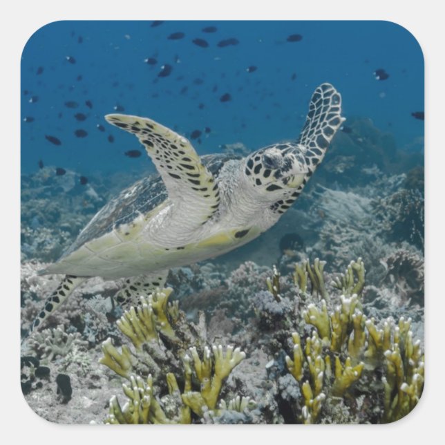 Hawksbill Sea Turtle Swimming Quadratischer Aufkleber (Vorderseite)