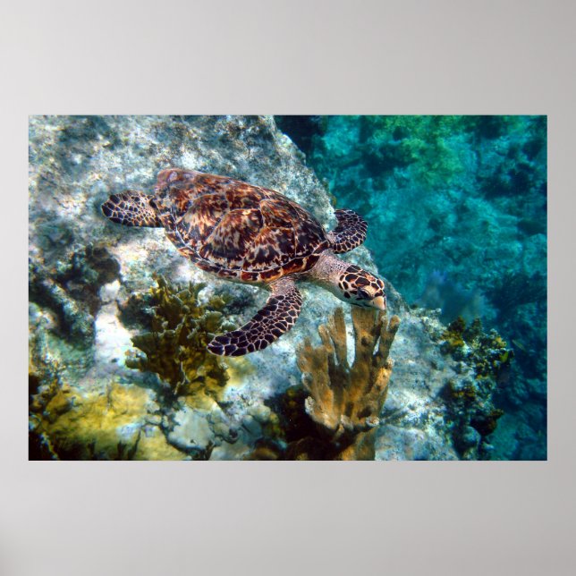 Hawksbill Sea Turtle, US-Jungfrau Islands Poster (Vorne)