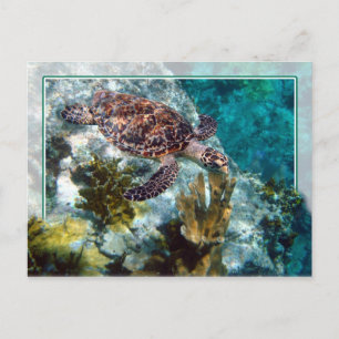 Hawksbill Sea Turtle, US-Jungfrau Islands Postkarte