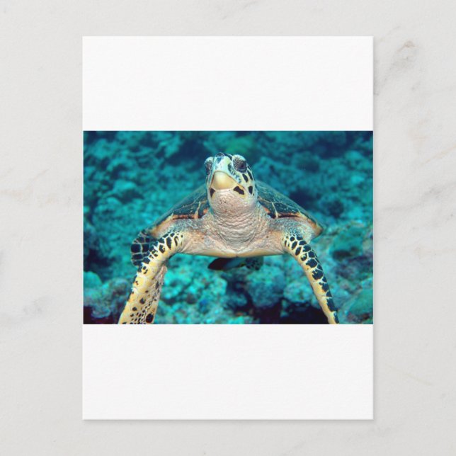 Hawksbill Turtle Postkarte (Vorderseite)