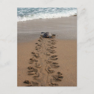 Hawksbill Turtle Trek Postcard Postkarte
